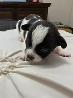 Bellaire🩵, a male Chihuahua for sale in Jacksonville, FL – Photo 1 of 5