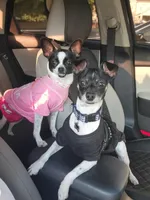 Barkley🩵, a male Chihuahua for sale in Jacksonville, FL – Photo 3 of 3