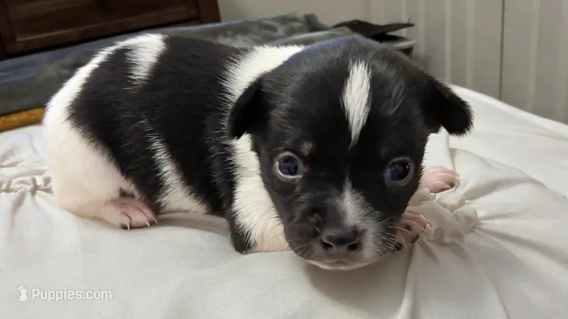 Barkley🩵, a male Chihuahua for sale in Jacksonville, FL – Photo 1 of 3