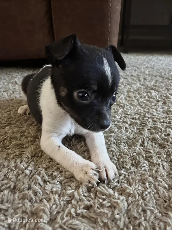 Bellaire🩵 – Chihuahua puppy for sale in Jacksonville, FL