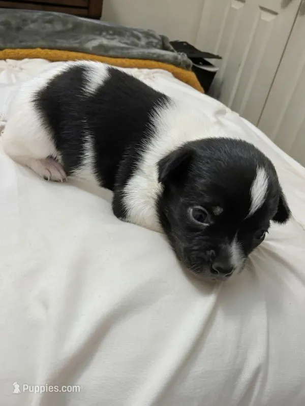 Bellaire🩵 – Chihuahua puppy for sale in Jacksonville, FL