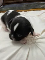 Bellaire🩵, a male Chihuahua for sale in Jacksonville, FL – Photo 2 of 2