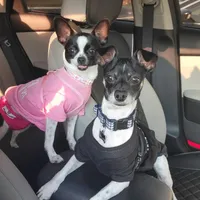 Brook🩷Fully Vaccinated, a female Chihuahua for sale in Jacksonville, FL – Photo 5 of 6