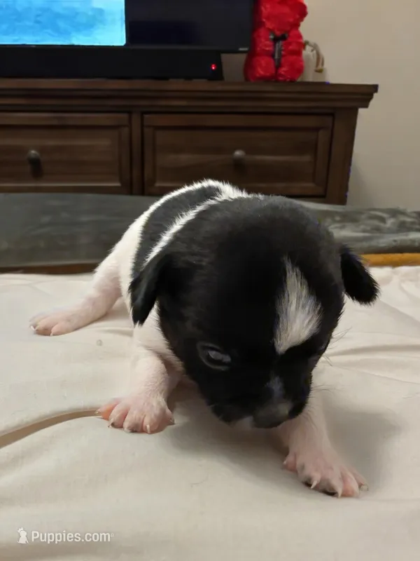 Brook🩷 – Chihuahua puppy for sale in Jacksonville, FL