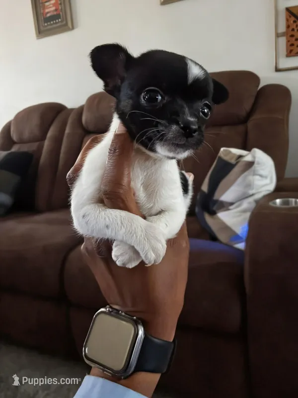 Brook🩷 – Chihuahua puppy for sale in Jacksonville, FL