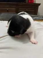 Brook🩷Fully Vaccinated, a female Chihuahua for sale in Jacksonville, FL – Photo 4 of 6