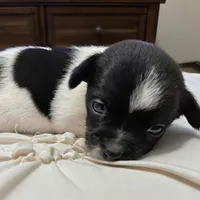 Brook🩷Fully Vaccinated, a female Chihuahua for sale in Jacksonville, FL – Photo 1 of 6