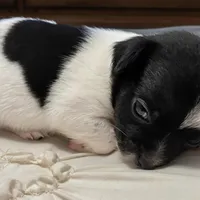 Brook🩷Fully Vaccinated, a female Chihuahua for sale in Jacksonville, FL – Photo 2 of 6