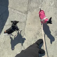 Brook🩷Fully Vaccinated, a female Chihuahua for sale in Jacksonville, FL – Photo 6 of 6