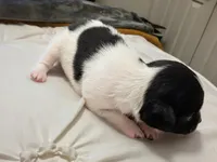 Brook🩷, a female Chihuahua for sale in Jacksonville, FL – Photo 3 of 4