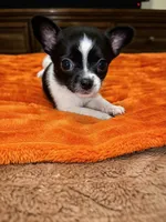 Boyd🐾🩵, a male Chihuahua for sale in Jacksonville, FL – 2 of 3