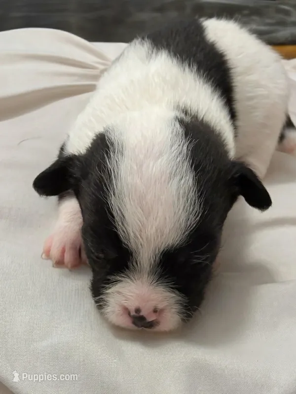 Blaze🩵, a male Chihuahua for sale in Jacksonville, FL – Photo 1 of 3