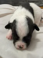 Blaze🩵, a male Chihuahua for sale in Jacksonville, FL – Photo 1 of 3