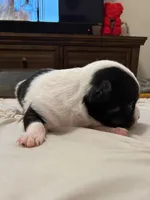 Blaze🩵, a male Chihuahua for sale in Jacksonville, FL – Photo 2 of 3