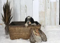 Clover, a male English Springer Spaniel for sale in Mohall, ND – Photo 7 of 9
