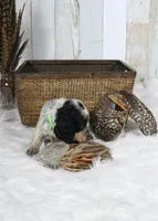 Clover, a male English Springer Spaniel for sale in Mohall, ND – Photo 4 of 9