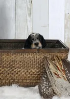 Clover, a male English Springer Spaniel for sale in Mohall, ND – Photo 9 of 9