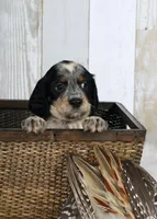 Clover, a male English Springer Spaniel for sale in Mohall, ND – Photo 6 of 9