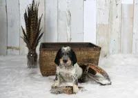 Clover, a male English Springer Spaniel for sale in Mohall, ND – Photo 3 of 9