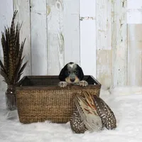 Clover, a male English Springer Spaniel for sale in Mohall, ND – Photo 5 of 9