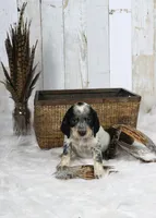 Clover, a male English Springer Spaniel for sale in Mohall, ND – Photo 2 of 9