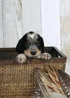 Clover, a male English Springer Spaniel for sale in Mohall, ND – Photo 8 of 9