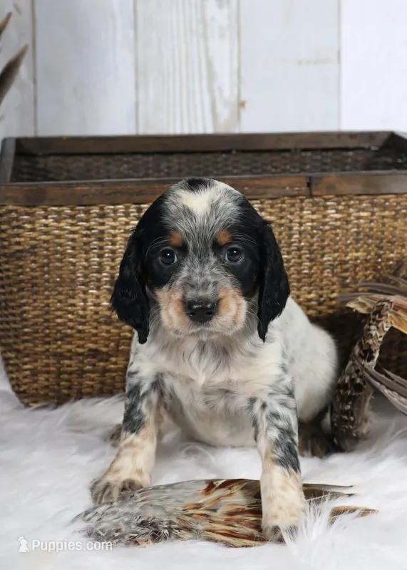 Clover – English Springer Spaniel puppy for sale in Mohall, ND