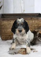 Clover, a male English Springer Spaniel for sale in Mohall, ND – Photo 1 of 9