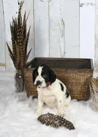 Fuschia , a female English Springer Spaniel for sale in Mohall, ND – Photo 3 of 10