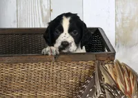 Fuschia , a female English Springer Spaniel for sale in Mohall, ND – Photo 10 of 10