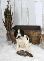 Fuschia , a female English Springer Spaniel for sale in Mohall, ND – Photo 1 of 10