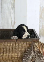 Fuschia , a female English Springer Spaniel for sale in Mohall, ND – Photo 9 of 10