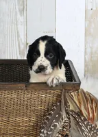 Fuschia , a female English Springer Spaniel for sale in Mohall, ND – Photo 8 of 10