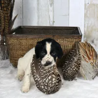 Fuschia , a female English Springer Spaniel for sale in Mohall, ND – Photo 4 of 10