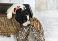 Fuschia , a female English Springer Spaniel for sale in Mohall, ND – Photo 6 of 10