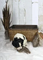 Fuschia , a female English Springer Spaniel for sale in Mohall, ND – Photo 2 of 10