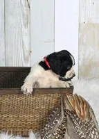 Fuschia , a female English Springer Spaniel for sale in Mohall, ND – Photo 7 of 10