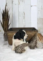 Fuschia , a female English Springer Spaniel for sale in Mohall, ND – Photo 5 of 10