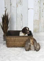 Marigold, a female English Springer Spaniel for sale in Mohall, ND – Photo 4 of 8