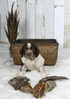 Marigold, a female English Springer Spaniel for sale in Mohall, ND – Photo 8 of 8