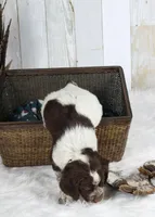 Marigold, a female English Springer Spaniel for sale in Mohall, ND – Photo 6 of 8