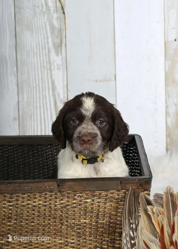 Marigold – English Springer Spaniel puppy for sale in Mohall, ND