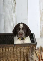 Marigold, a female English Springer Spaniel for sale in Mohall, ND – Photo 1 of 8