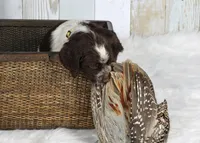 Marigold, a female English Springer Spaniel for sale in Mohall, ND – Photo 2 of 8