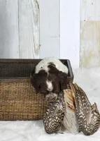 Marigold, a female English Springer Spaniel for sale in Mohall, ND – Photo 3 of 8