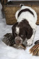Marigold, a female English Springer Spaniel for sale in Mohall, ND – Photo 7 of 8