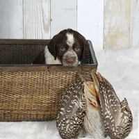 Marigold, a female English Springer Spaniel for sale in Mohall, ND – Photo 5 of 8