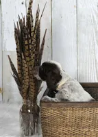 Petunia, a female English Springer Spaniel for sale in Mohall, ND – Photo 6 of 8