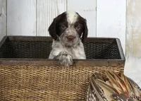 Petunia, a female English Springer Spaniel for sale in Mohall, ND – Photo 4 of 8