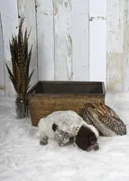 Petunia, a female English Springer Spaniel for sale in Mohall, ND – Photo 3 of 8